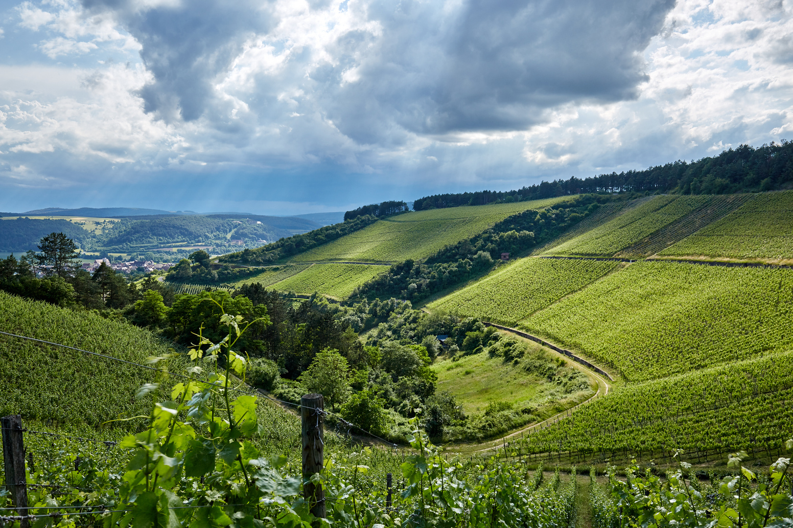 Weinberge