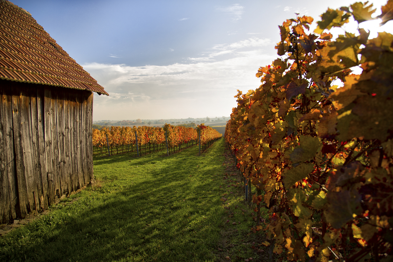 Weinberge