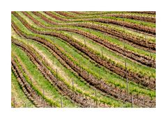 Weinberge als Kunst
