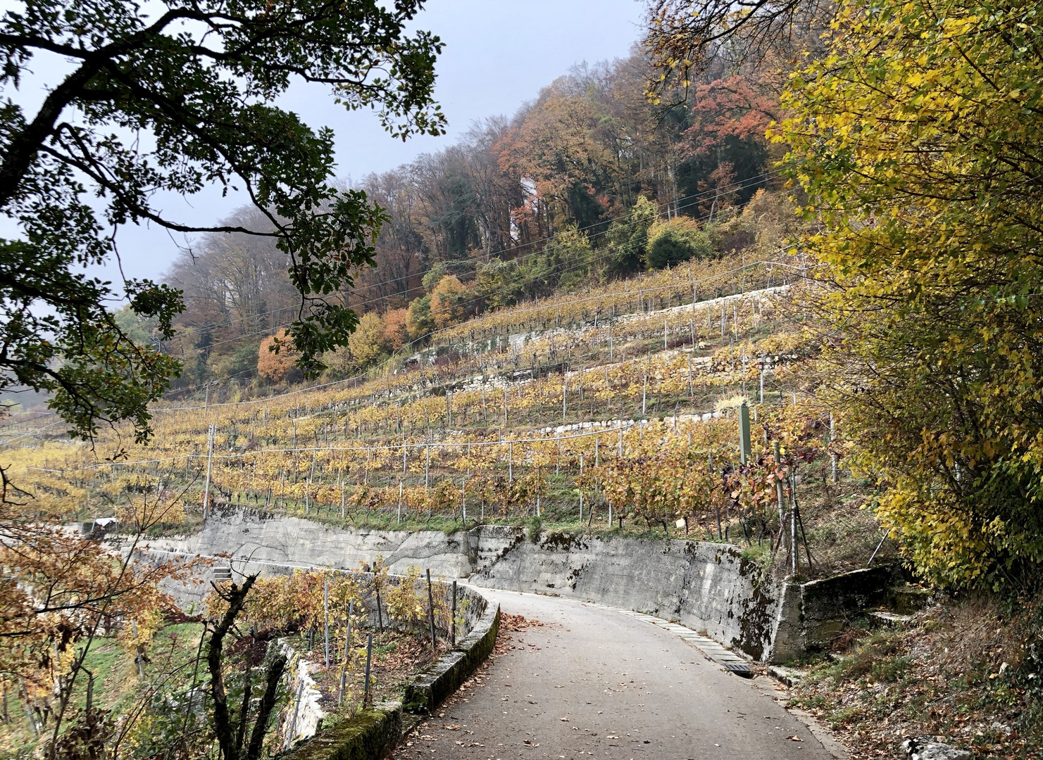 Weinberge am Bielersee