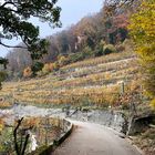 Weinberge am Bielersee