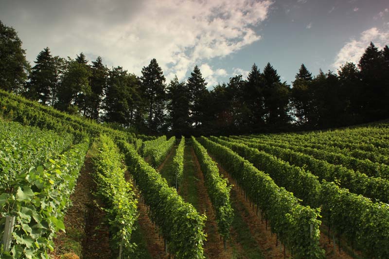 Weinberge am Bienenbuckel in Oberachern