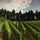 Weinberge am Bienenbuckel in Oberachern