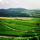 Weinberge am Fuß des Schwanbergs