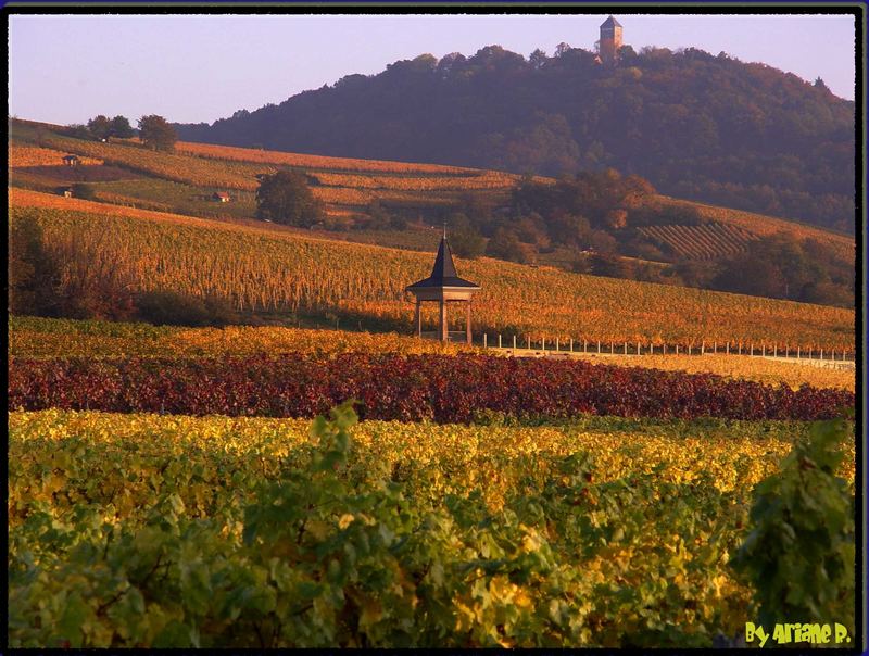 Weinberge am Fusse der Starkenburg