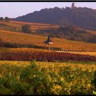 Weinberge am Fusse der Starkenburg