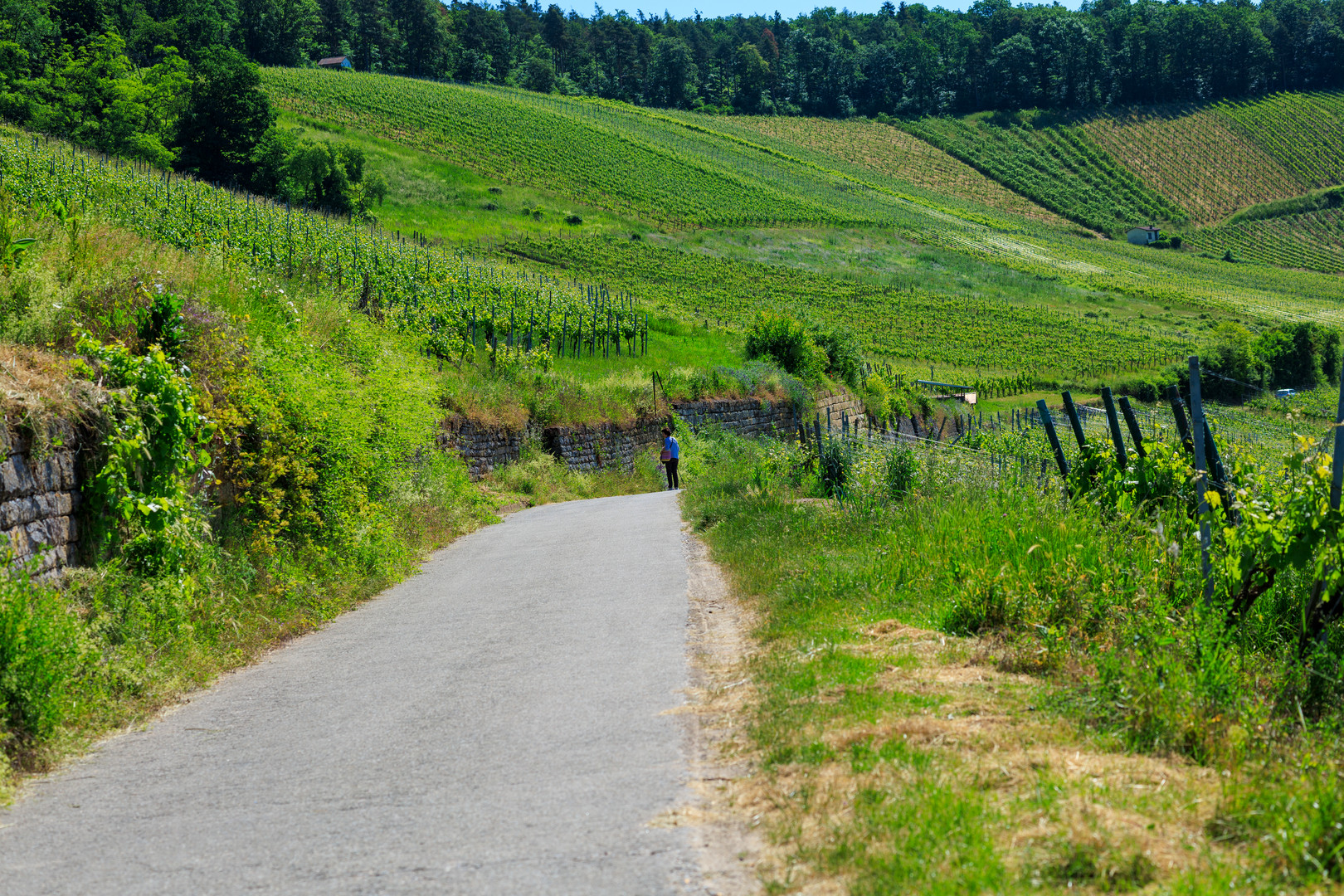 Weinberge am Horn