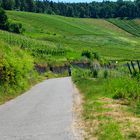 Weinberge am Horn