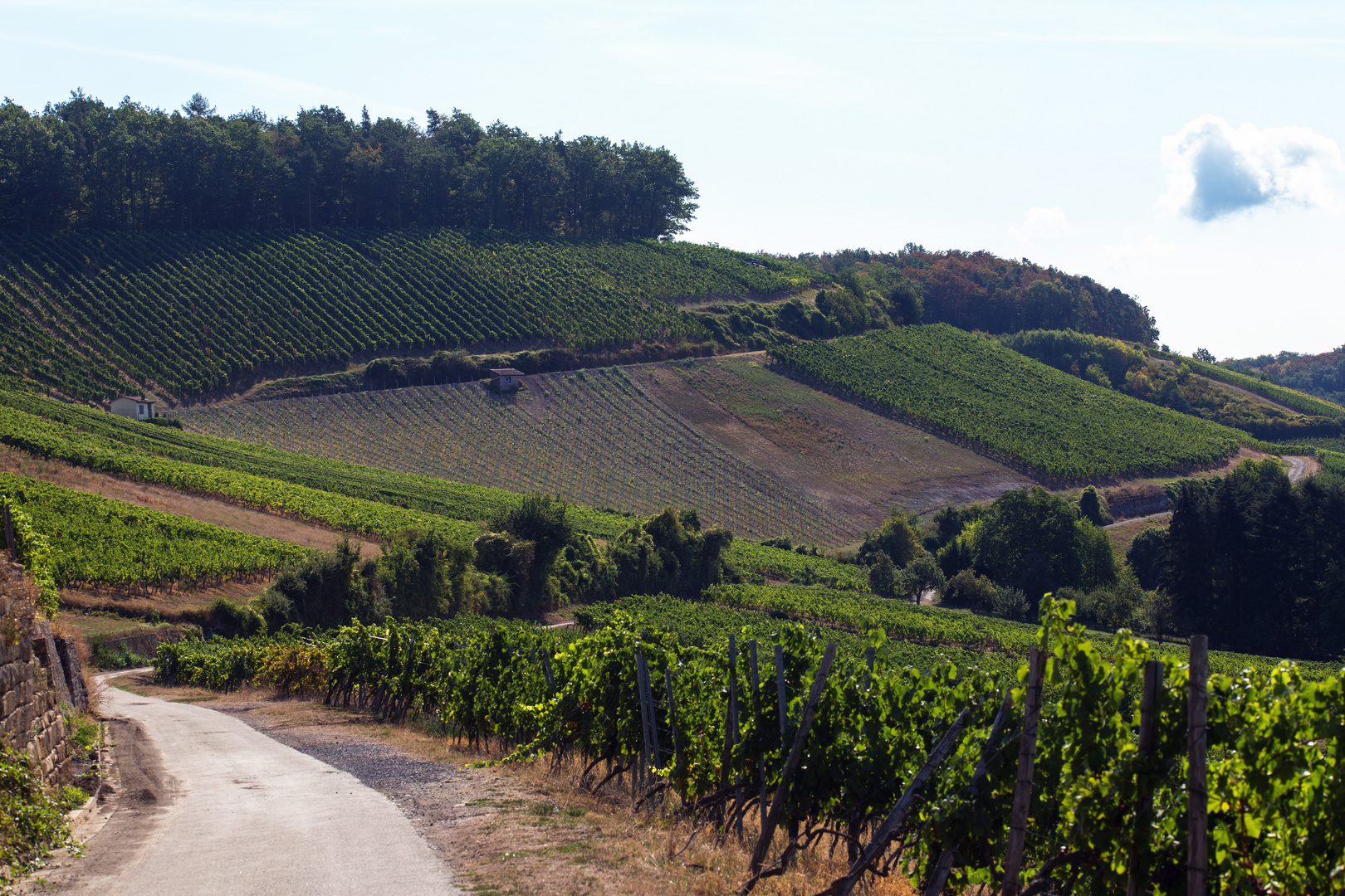 Weinberge am Horn