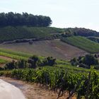 Weinberge am Horn