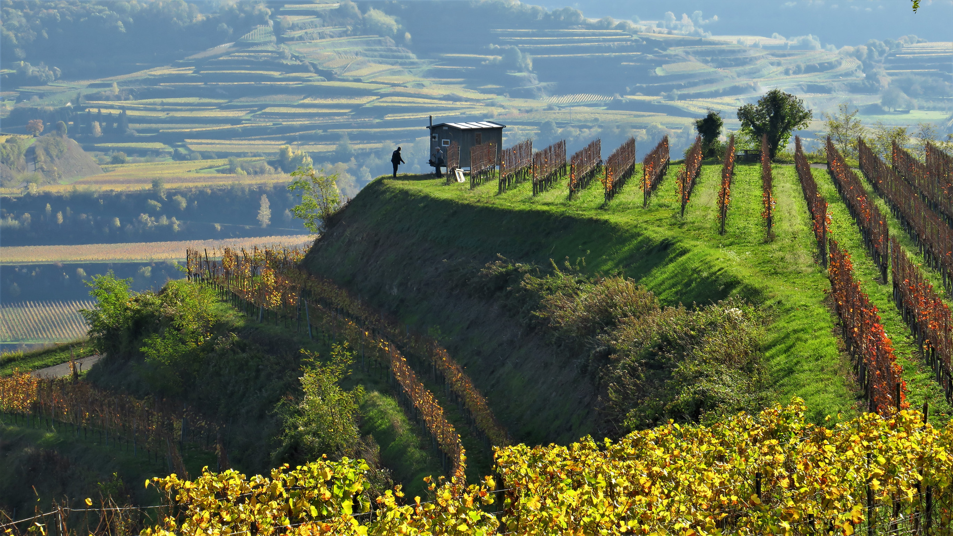 Weinberge am Kaiserstuhl