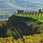 Weinberge am Kaiserstuhl