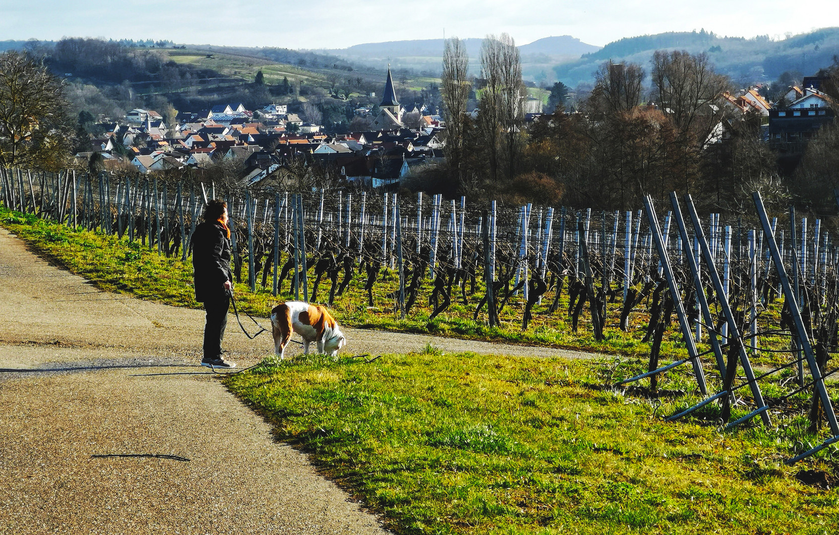 Weinberge am Kallenberg