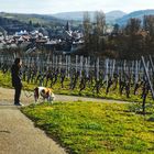 Weinberge am Kallenberg