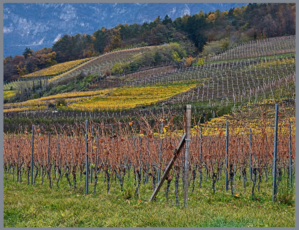 Weinberge am Kalterer See