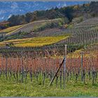 Weinberge am Kalterer See