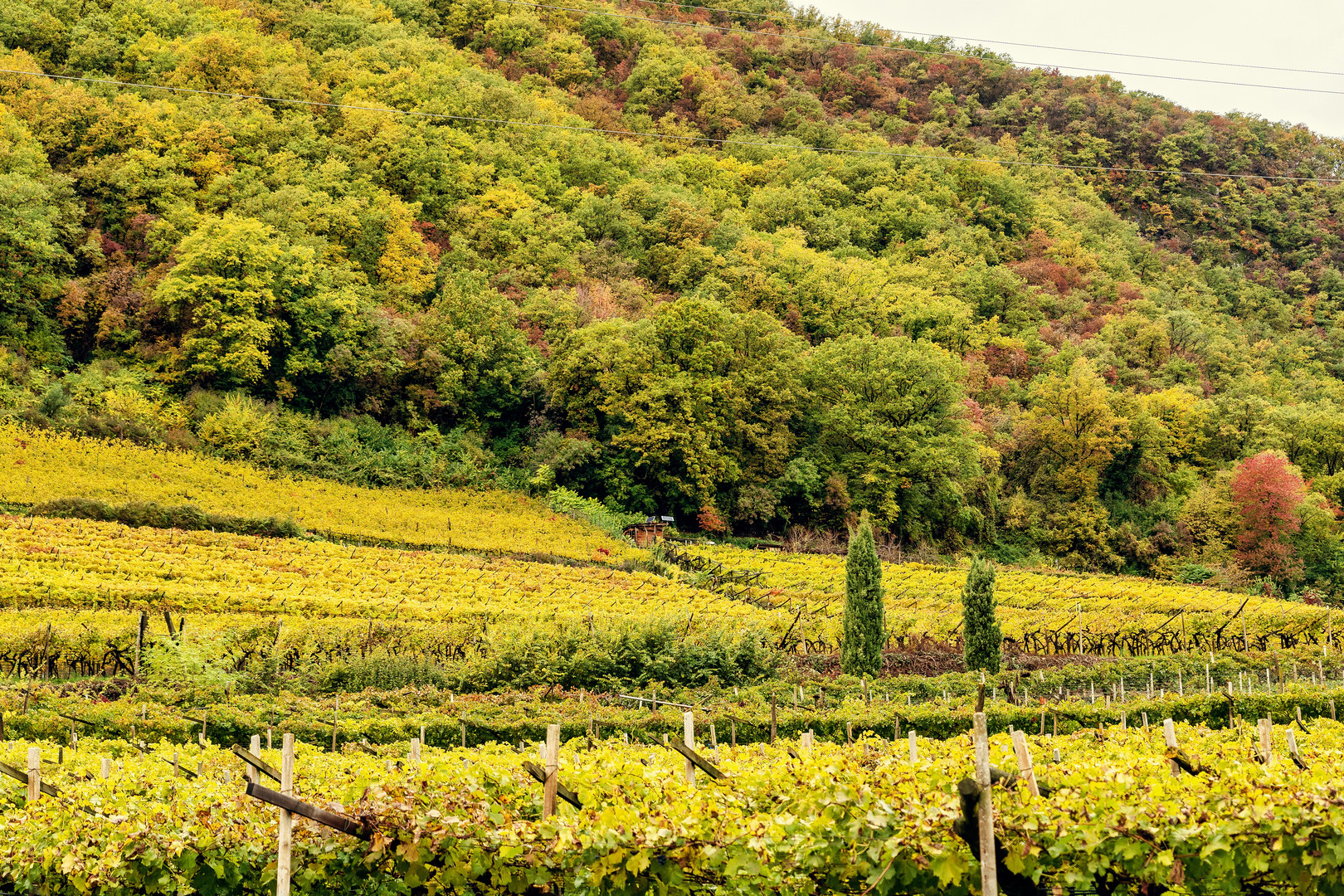 Weinberge am Kalterer See