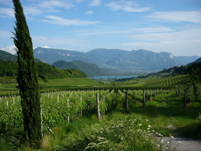 Weinberge am Kalterer See