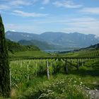 Weinberge am Kalterer See