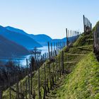 Weinberge am Lago di Lugano