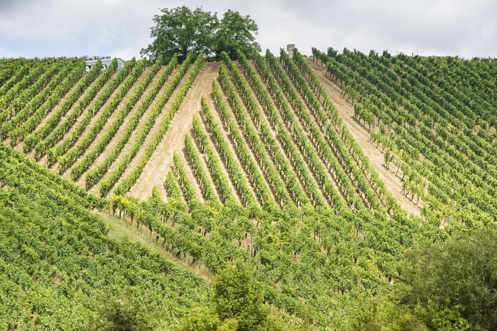 Weinberge am Main