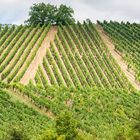 Weinberge am Main