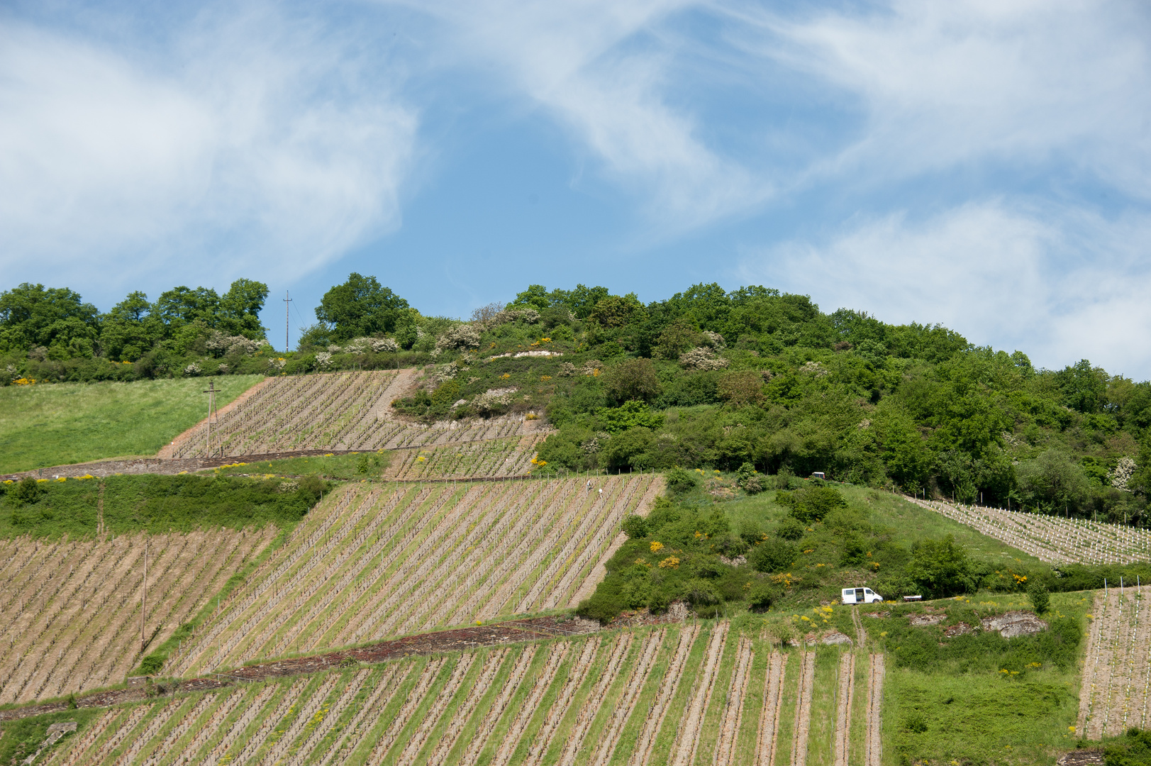 Weinberge am Mittelrhein