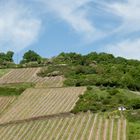 Weinberge am Mittelrhein