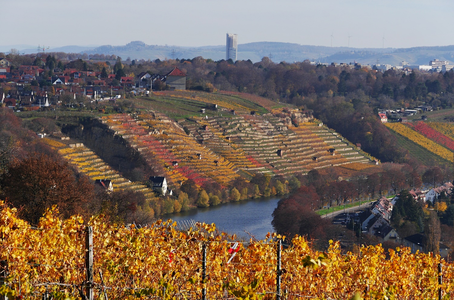 Weinberge am Neckar