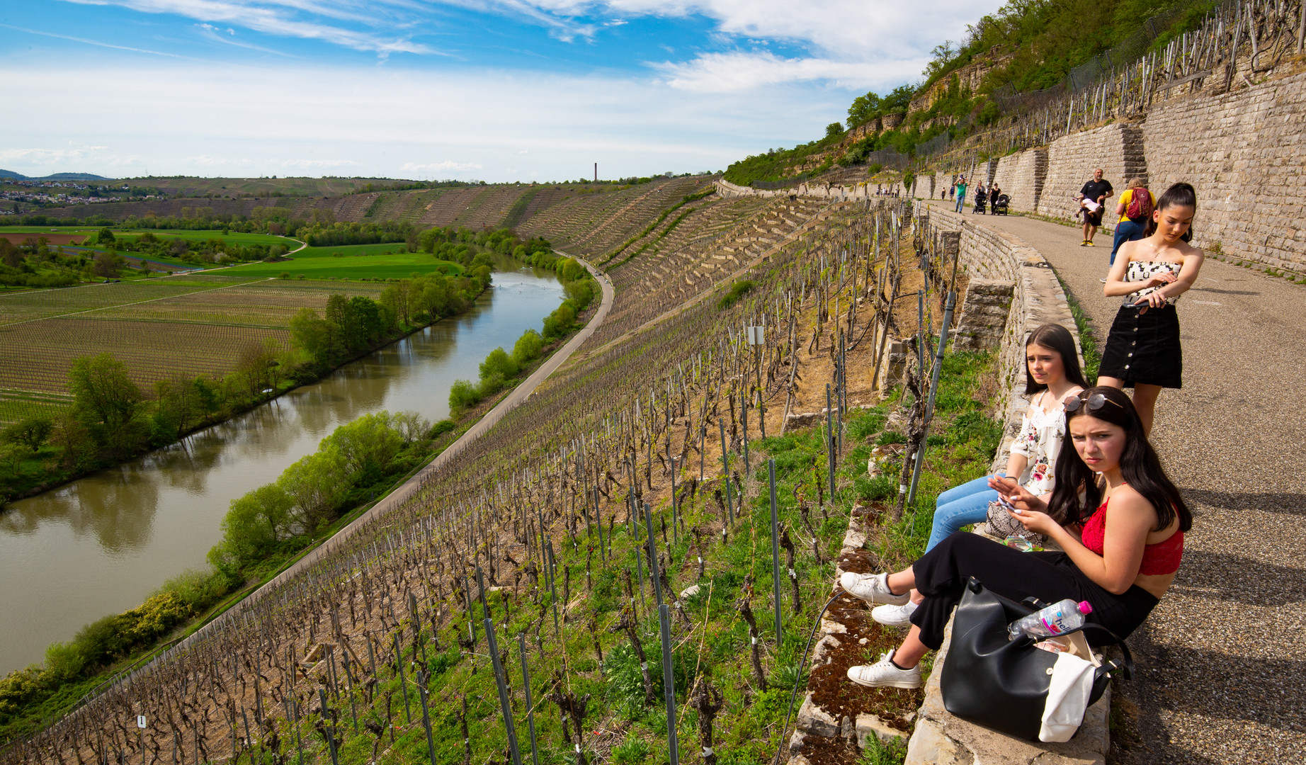 Weinberge am Neckar