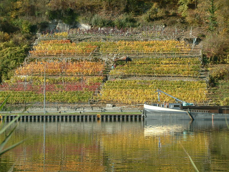 Weinberge am Neckar