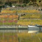 Weinberge am Neckar