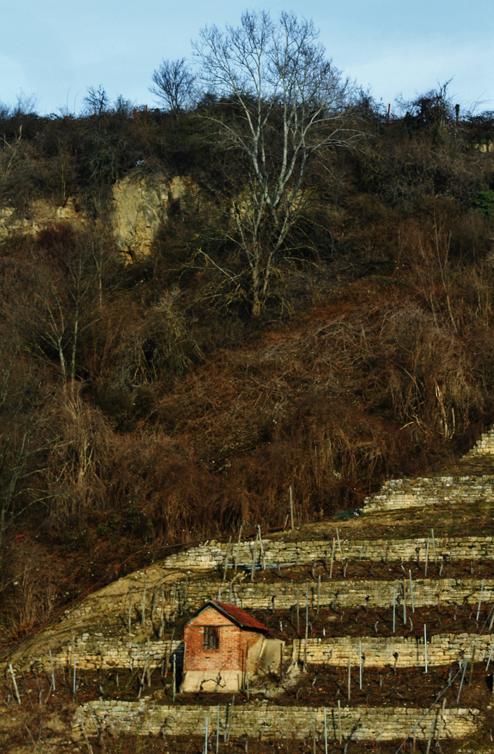 Weinberge am Neckar entlang