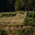 Weinberge am Neckar entlang