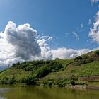 Weinberge am Neckar