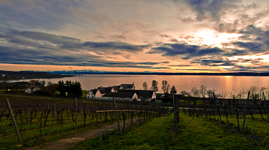 Weinberge am See