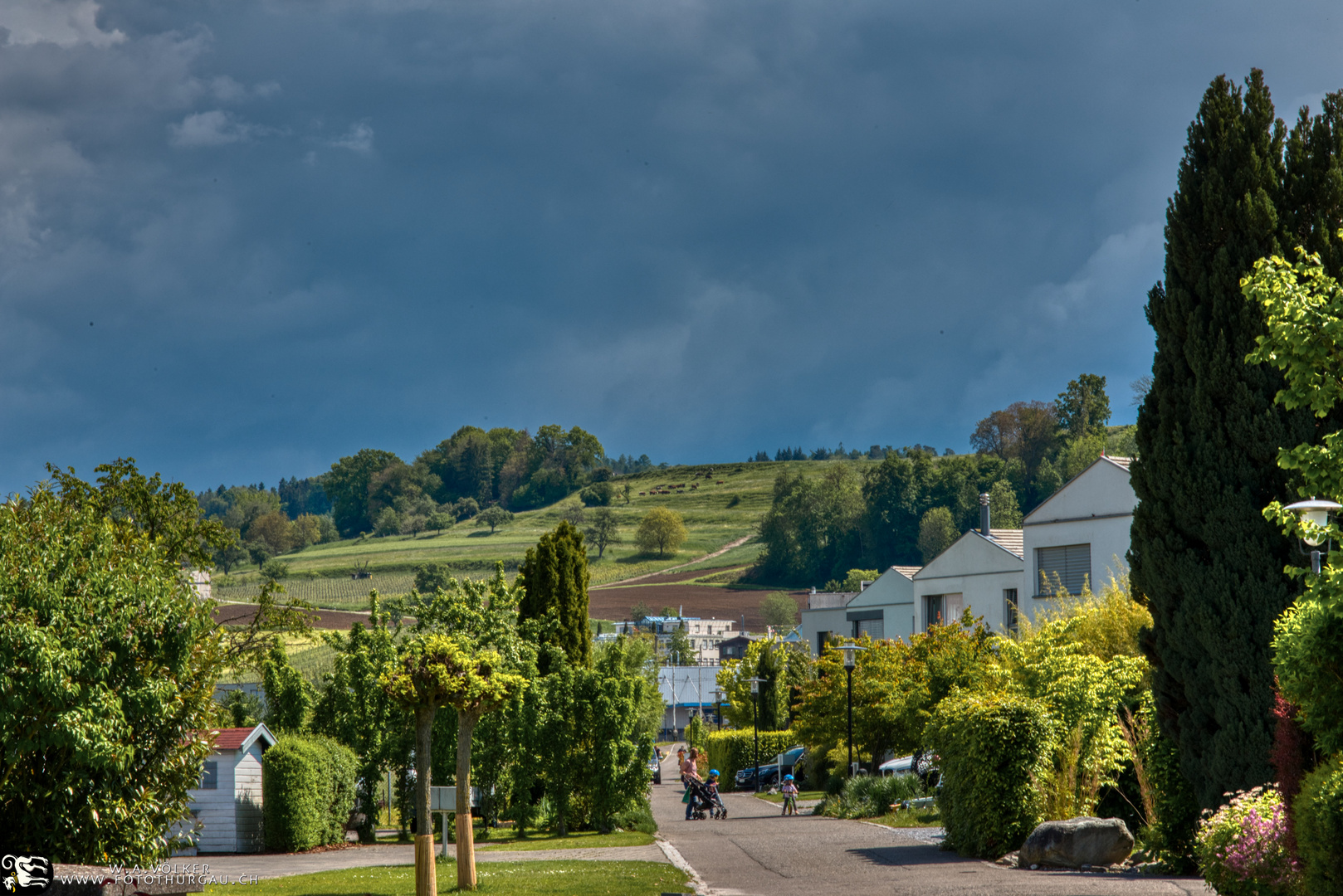 Weinberge am Seerhein 