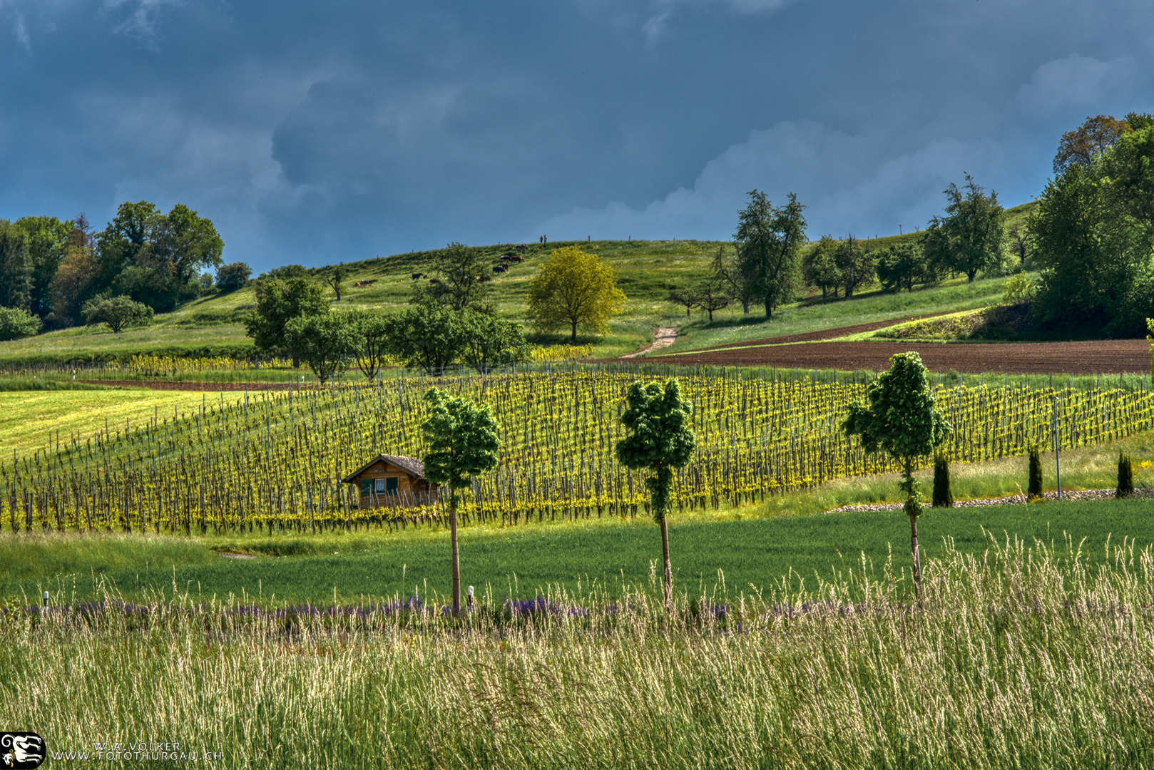 Weinberge am Seerhein 