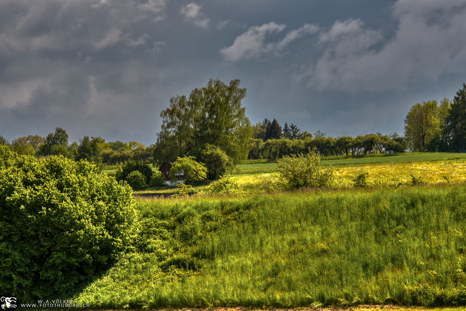 Weinberge am Seerhein 