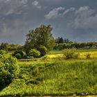 Weinberge am Seerhein 