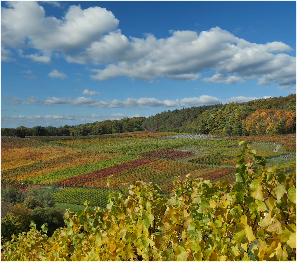 Weinberge an der Ahr