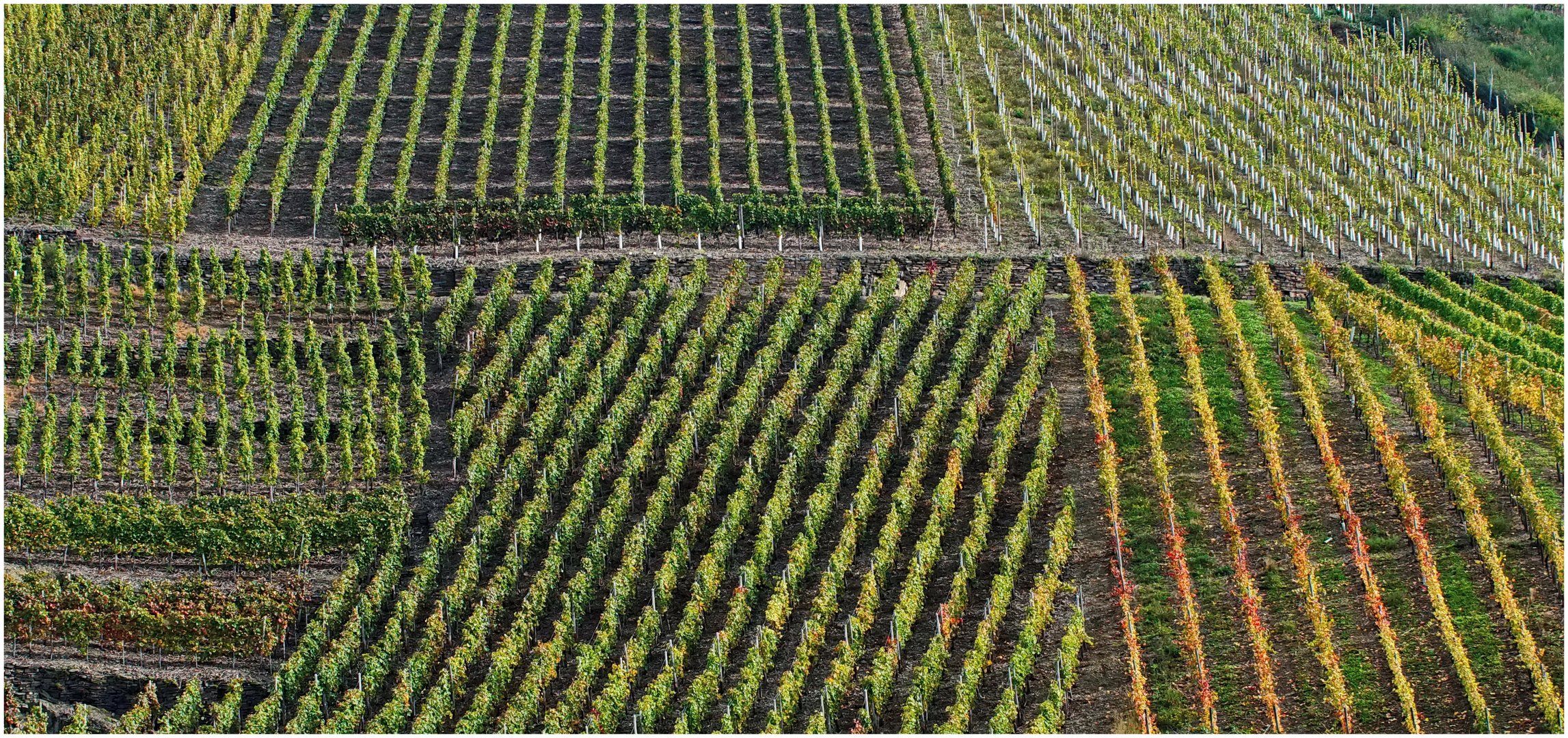 Weinberge an der Ahr - 2