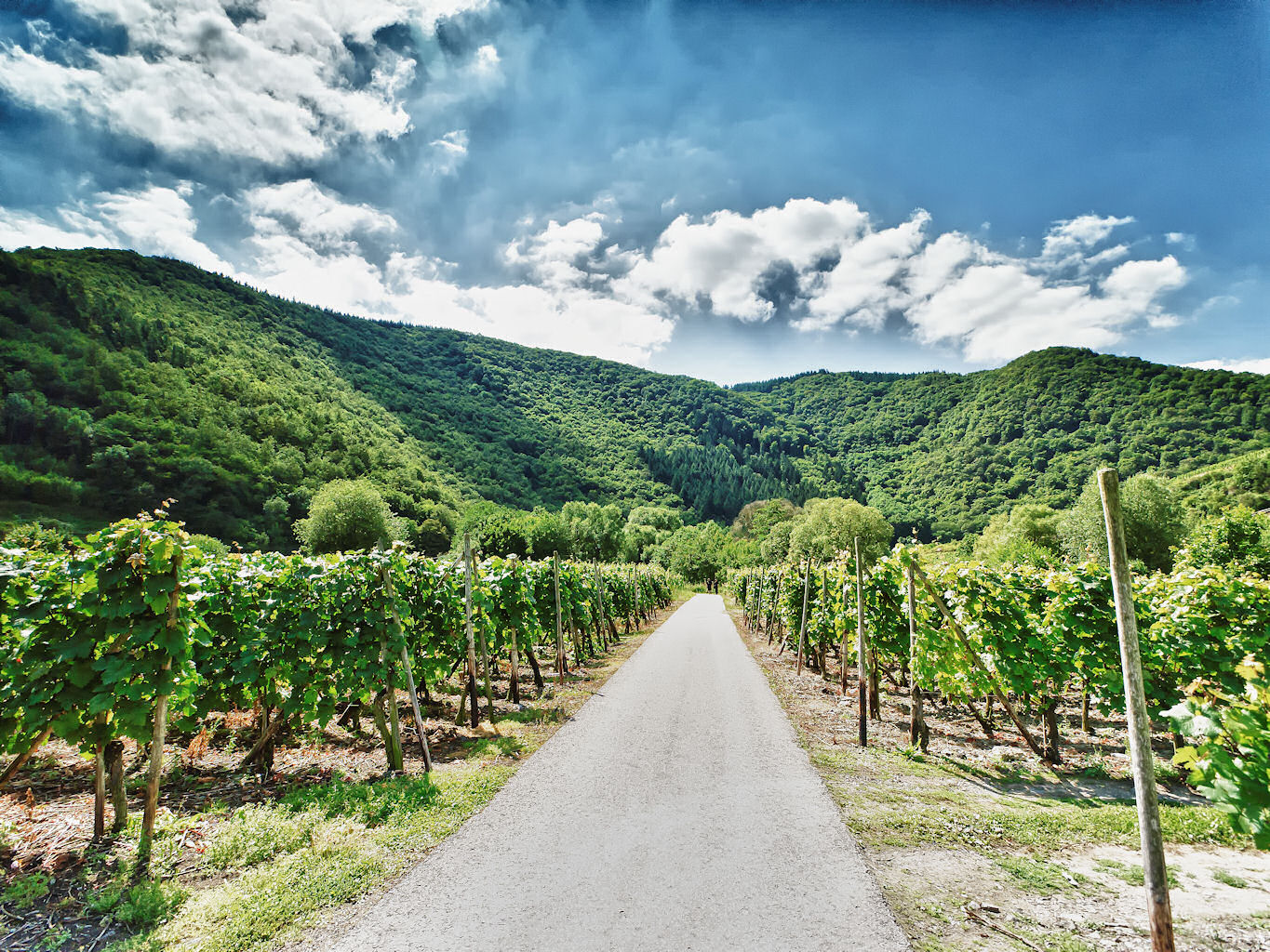 Weinberge an der Ahr