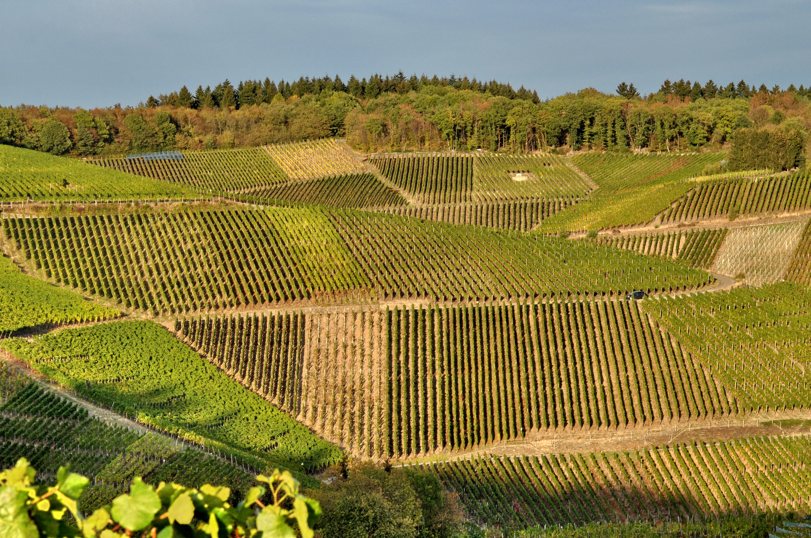 Weinberge an der Ahr bei Dernau