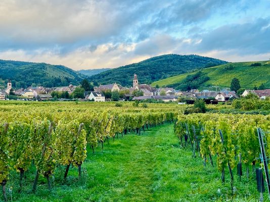 Weinberge an der Elsässischen Weinstraße