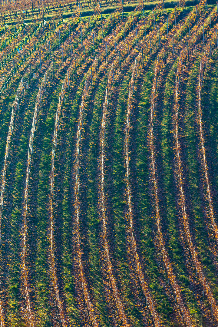 Weinberge an der Hallburg