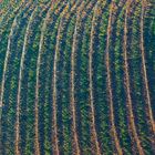 Weinberge an der Hallburg