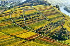 Weinberge an der Mosel