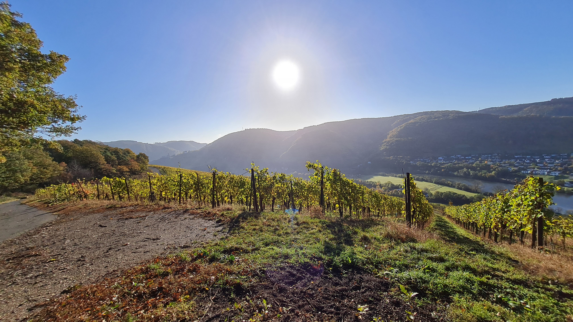 Weinberge an der Mosel