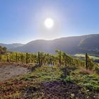 Weinberge an der Mosel